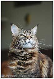 Desna